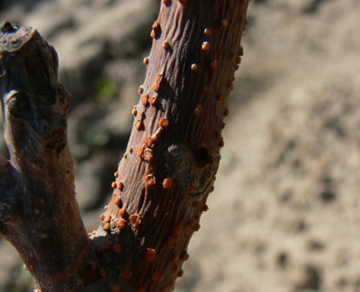 GRUZLEK CYNOBROWY NECTRIA GALIGENA
